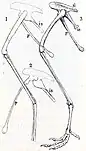 Drawing of tail bones