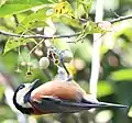 Varied tit eating the fruits