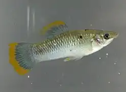 Short-finned molly