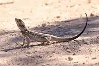 Regular wedge-tailed eagle prey can vary in size down to small lizards such as bearded dragons, their favourite variety of reptilian prey.