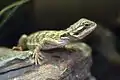 Pogona infant