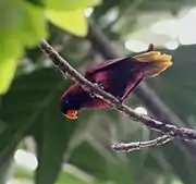 Pohnpei lorikeet