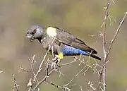 A grey parrot with blue belly and yellow legs. The top of the wings near the shoulders is almost white.