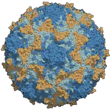 A type 3 poliovirus capsid coloured by chains