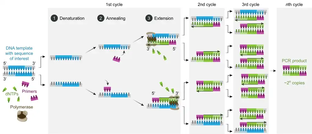 An infographic showing the replication process of PCR