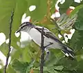 Unknown subspecies, Nuku'alofa, Tonga