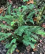 Growing on log