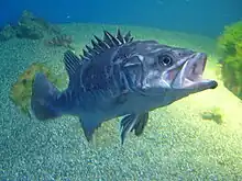 Atlantic wreckfish inhabit caves and wrecks. They are good game fish, reaching a maximum reported length of 210 cm (6.9 ft) and weight of 100 kg (220 lb).