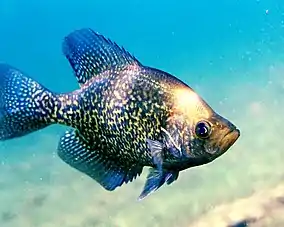 Black crappie (P. nigromaculatus)