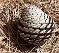 Pond pine cones are smaller and rounder than loblolly pine cones.