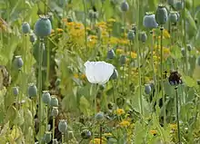 White flowers on long vertical stalks among similar stalks which are topped by green ovoids