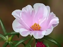 Portulaca Grandiflora bicolour