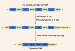 three strands of RNA at different stages of maturation, the first strand contains introns and exons only, the second strand has gained a 5' cap and 3' tail and contains still introns and exons, the third strand has the cap and tail but the introns have been removed