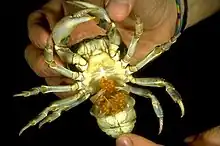 Ovigerous female Potamon fluviatile with the pleon held open to show the eggs held on the pleopods