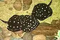 Three Xingu River rays at the Dallas World Aquarium