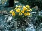 Robbins' cinquefoil (Potentilla robbinsiana), an alpine wildflower found in the White Mountains of New Hampshire