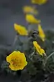 Potentilla uniflora