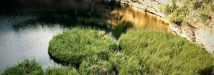 Free floating grass islands in the cenote Zacaton (2010).