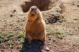 Prairie dog.