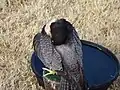 Peregrine falcon preening its feathers