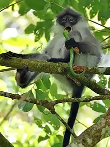 Gray monkey