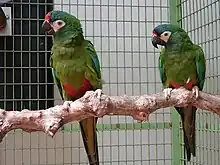 A green parrot with a white face, a blue-and-red forehead, blue-tipped wings, and a red underside