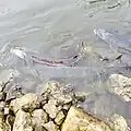 Sturgeon Spawning every Spring on the Fox River