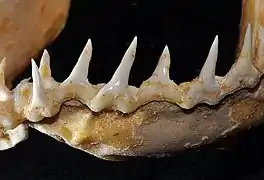 Lower teeth