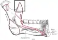 Medial surface