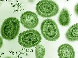 The cyanobacterium Prochlorococcus accounts for much of the ocean's primary production