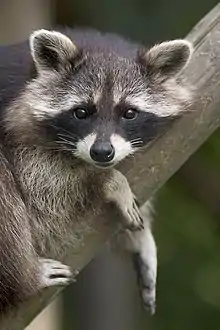 Raccoon lying on a branch