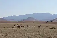 A pronghorn herd standing in front of the Magdalena Mountains. Photo courtesy of Josh Hicks.