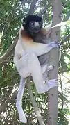 Brown and white lemur