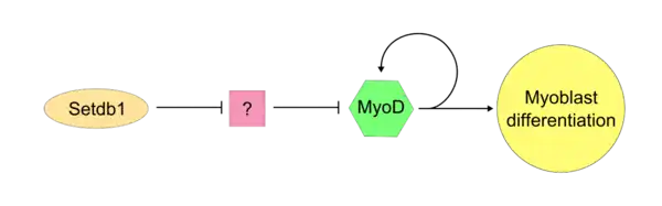 Stdb1/MyoD possible pathway.