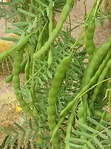 Honey mesquite, foliage with seedpods