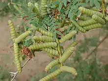 Screwbean pods