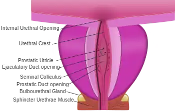 Dissection of prostate showing ejaculatory ducts opening into the prostatic urethra