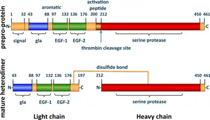 A tube diagram representing the linear amino acid sequence of the preproprotein C (461 amino acids long) and mature heterodimer (light + heavy chains) highlighting the locations of the signal (1-32), gla (43-88), EGF-1 (97-132), EGF-2 (136–176), activation peptide (200–211), and serine protease (212–450) domains.  The light (43-197) and heavy (212–461) chains of the heterodimer are joined by a line representing a disulfide bond between cysteine residues 183 and 319.