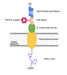 A diagram of the structure of APOER2