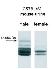 Different banding patterns of proteins from male and female mouse urine resolved by gel electrophoresis