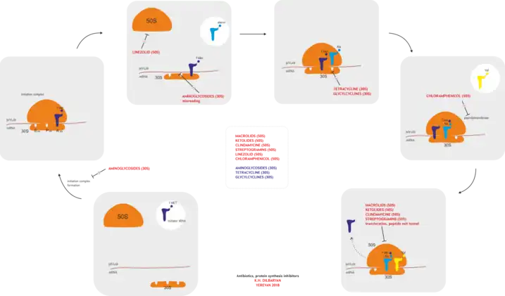 Protein synthesis inhibitors (antibiotics)