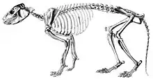 Skeleton of Protypotherium (Typotheria, Interatheriidae)