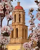 Prunus cerasifera flowers being pollinated