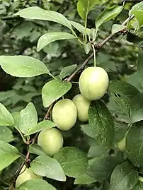 Unripe fruits