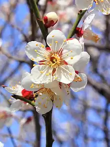 Japanese plum blossom, Prunus mume, designated imperial personal emblem of Shigeko