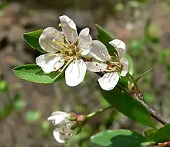 Klamath plum