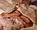 Juvenile mole snake (Pseudaspis cana) during sunbathing