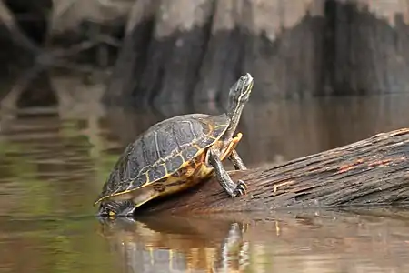 River cooter (Pseudemys concinna), photographed in situ, Marion County. Texas (13 April 2017)