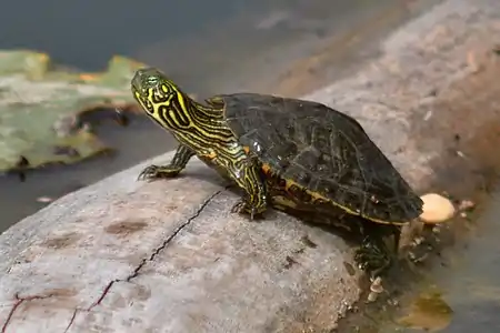 Texas cooter (Pseudemys texana), photographed in situ, Kerr County, Texas (9 May 2014)