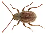 Pseudeurostus hilleri